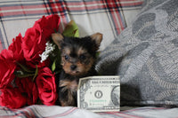 Teacup Yorkshire Terrier