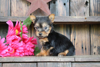 Teacup Yorkshire Terrier