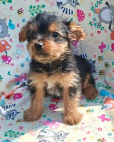 Yorkshire Terrier