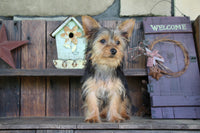 Yorkshire Terrier