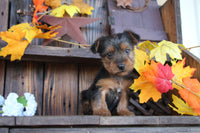 Yorkshire Terrier