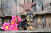Teacup Yorkshire Terrier