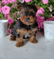 Yorkshire Terrier