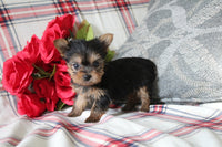Teacup Yorkshire Terrier