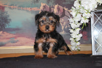 Yorkshire Terrier