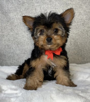 Yorkshire Terrier