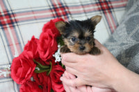 Teacup Yorkshire Terrier