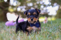 Yorkshire Terrier