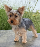 Yorkshire Terrier