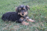 Yorkipoo