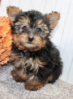 Yorkipoo