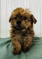 Yorkipoo