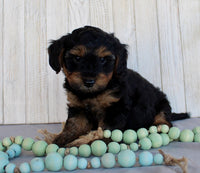 Yorkipoo