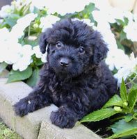 Yorkipoo