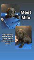 Milo Male Yorkipoo $550