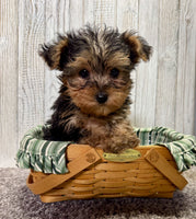 Yorkipoo