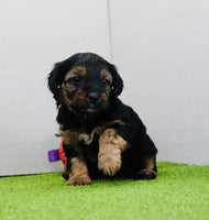 Yorkipoo