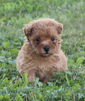 Yorkipoo