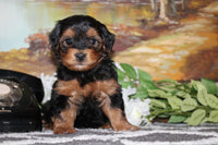  Yorkipoo