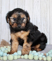 Yorkipoo