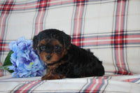 Yorkipoo