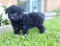 Yorkipoo