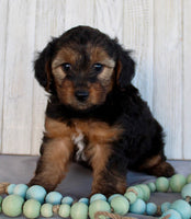 Yorkipoo