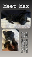 Max Male Yorkipoo $550