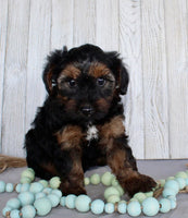 Yorkipoo