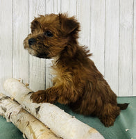 Yorkipoo