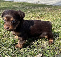 Yorkipoo