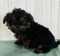 Yorkipoo