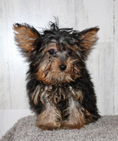 Yorkipoo