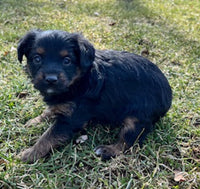 Yorkipoo