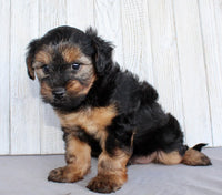 Yorkipoo