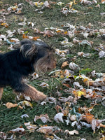 Yorkipoo