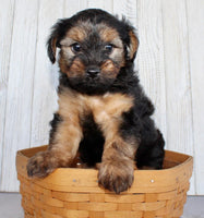 Yorkipoo