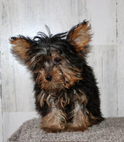 Yorkipoo