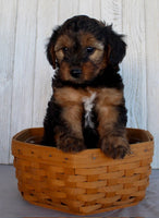 Yorkipoo
