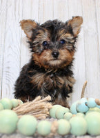 Yorkipoo
