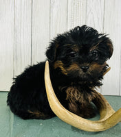 Yorkipoo