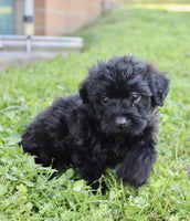 Yorkipoo