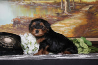  Yorkipoo