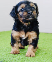 Yorkipoo