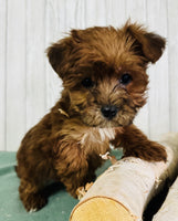 Yorkipoo