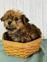 Yorkipoo