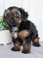 Yorkipoo