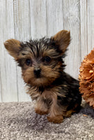 Yorkipoo