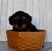 Yorkipoo
