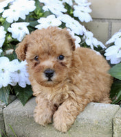Yorkipoo
